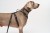 Dog_s_Bed_s8073__.jpg