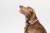 Dog_s_Bed_s8099__.jpg