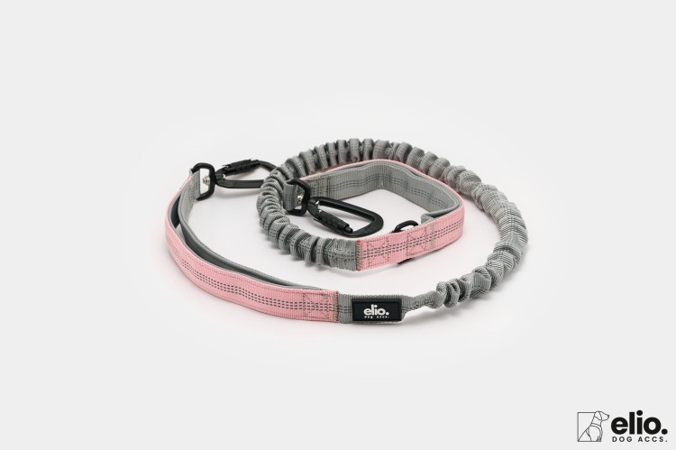 Dog accs03276__.jpg