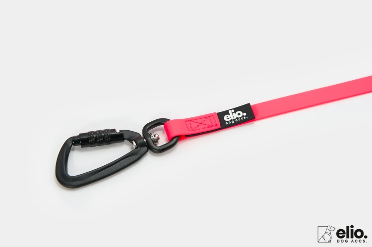 Dog accs03498__.jpg