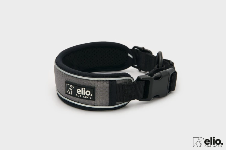Dog accs08774__.jpg