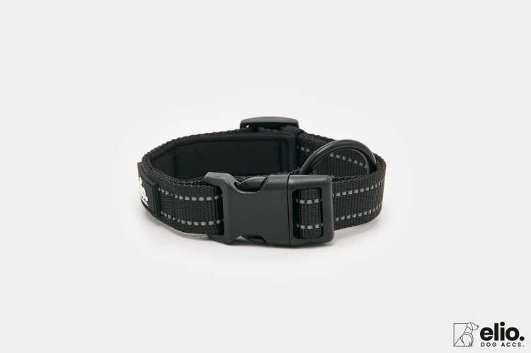 Dog accs03179__.jpg
